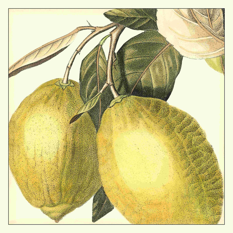 Graphique citron, H 12 po x l 12 po