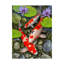 « koi under lily pad », reproduction d’impression sur toile tendue-26858768