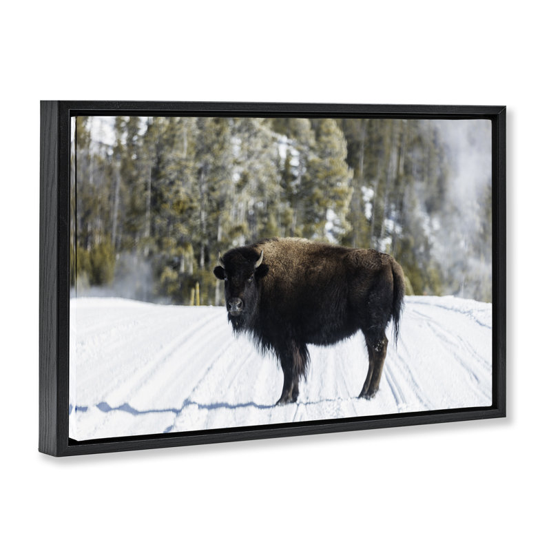 «Bison on Snowy Track», art mural sur toile flottante, design par PIDDIX, H 17 po x l 25 po, Cadre flottant noir de jais