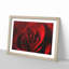 The Beauty of a Red Rose - Picture Frame Painting Print-56712471-56712473