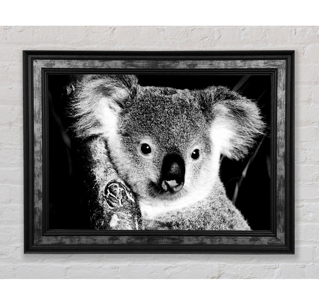 Koala Bär - Einzelner Bilderrahmen Kunstdrucke