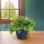Pot d'intérieur / extérieur 7 po