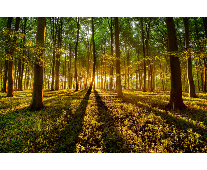 Wrapped Canvas Print, 81.28 cm H x 121.92 cm W