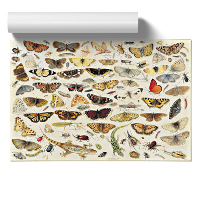 Butterflies And Insects Vol.1 - No Frame Print