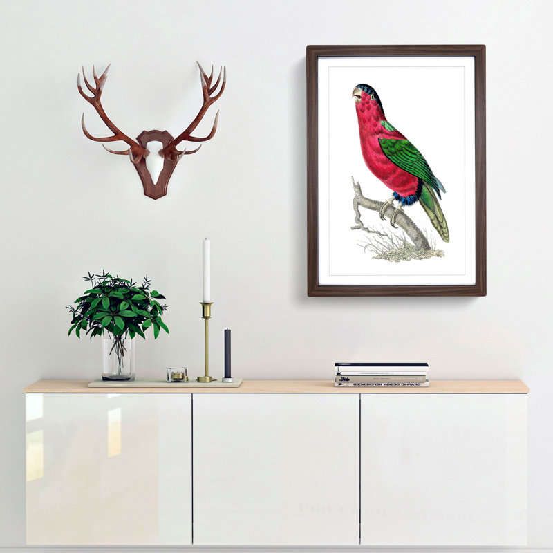 Crimson Parakeet by George Shaw - Framed Print, 36cm H x 27cm W x 2cm D, Walnut Framed
