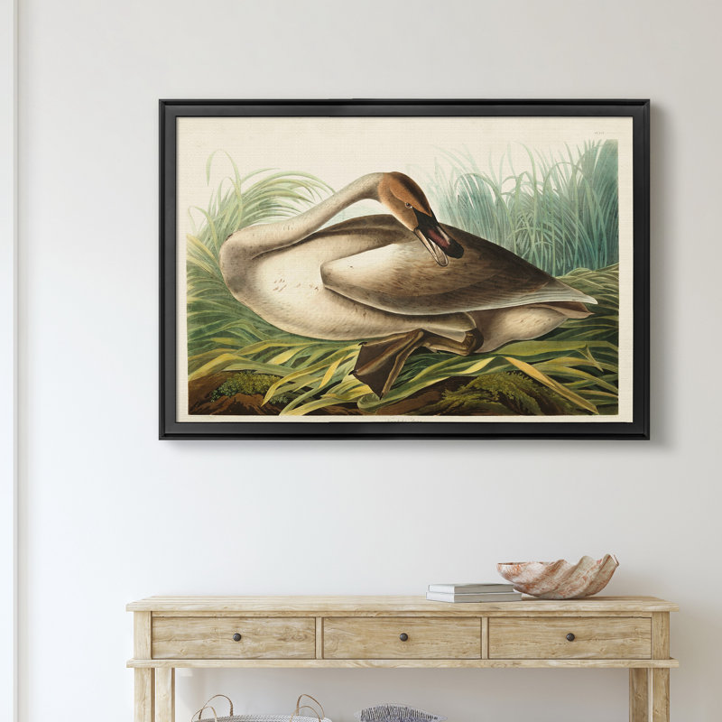 Trumpeter Swan - reproduction d'art sur toile, H 26,5 po x l 36,5 po x P 1,5 po, Noir