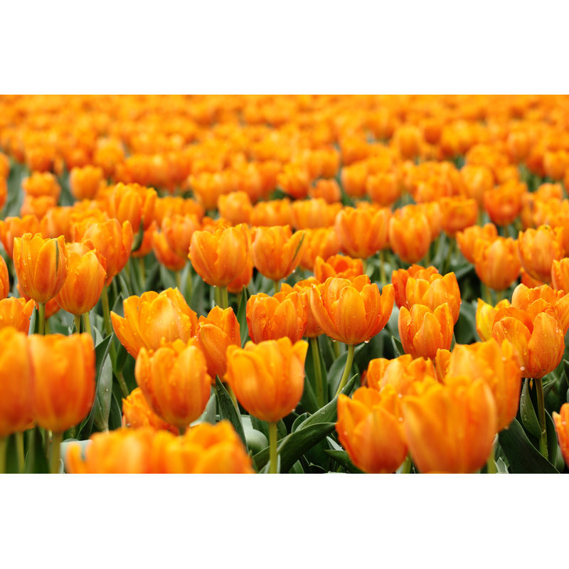 Orange Tulips, 61cm H x 91cm W