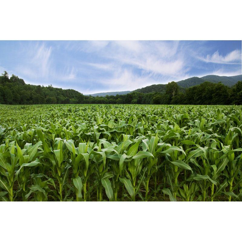 Cornfield par Dannyone - Photographie sur toile tendue, L 12 po x H 8 po