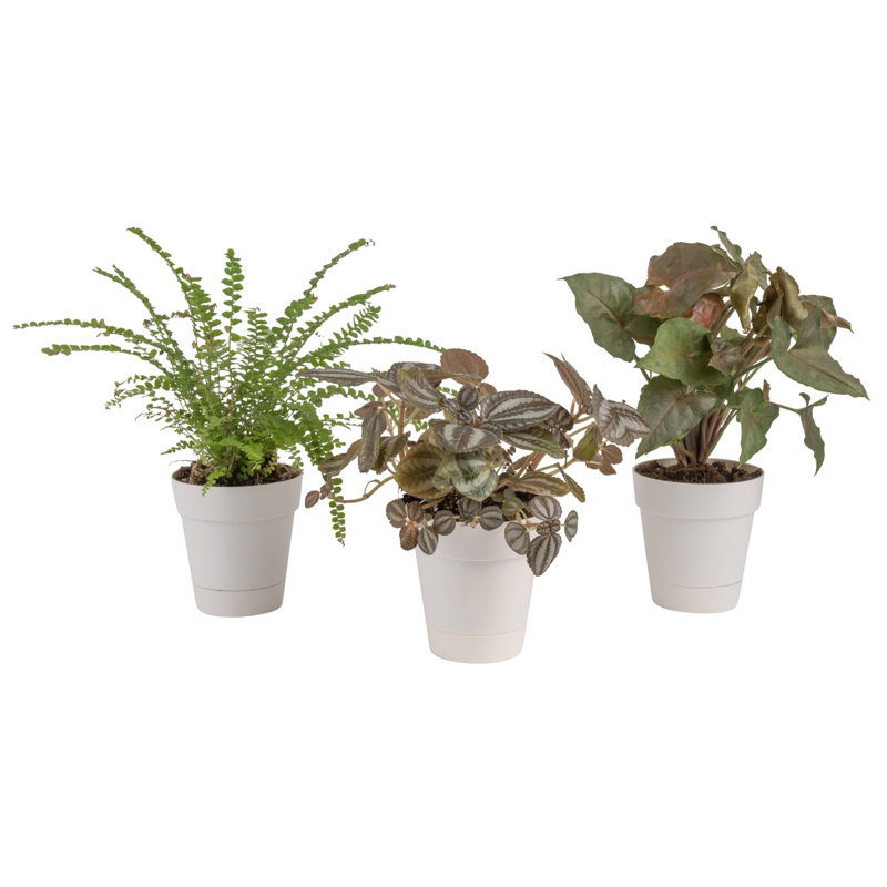 3 Piece Costa Farms Clean Air Live Plant Collection in Ceramic Planter