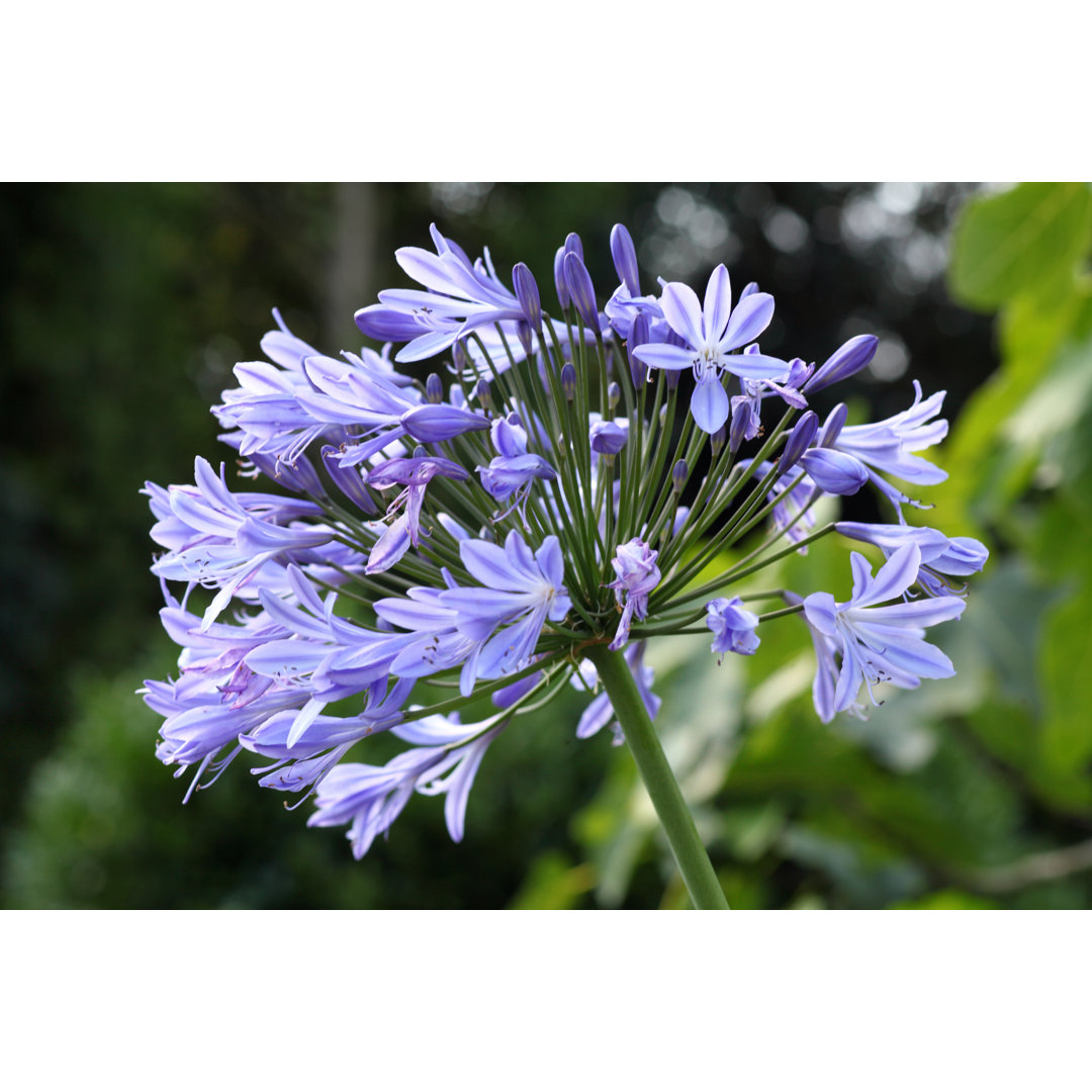 Blauer Agapanthus von Hmproudlove - Druck auf Leinwand ohne Rahmen