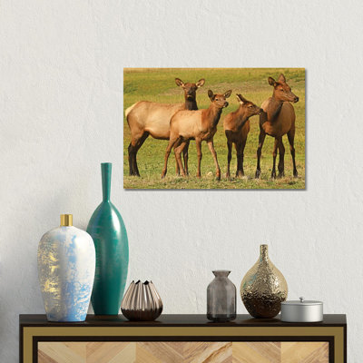 Elk Cows And Calves by Brian Wolf - Gallery-Wrapped Canvas Giclée on Canvas