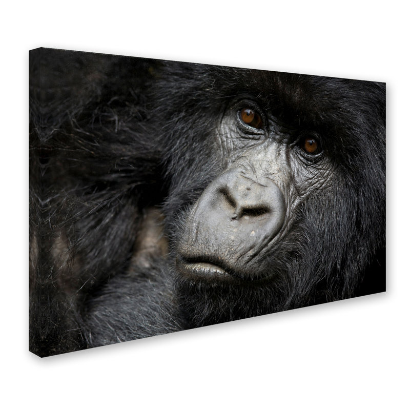 Ann «Gorillas», reproduction de photo sur toile tendue Ann, H 12 po x l 19 po