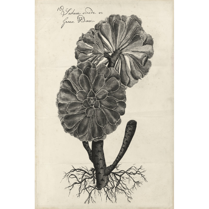 Thornton Succulents II by Robert J. Thornton - Drawing Print Print, 122cm H x 81cm W, Black Floater Framed