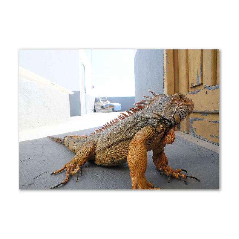 Iguana - Wrapped Canvas Print