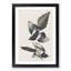 American Magpie by John Audubon - Single Picture Frame Painting-55544835-55544836