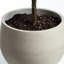 Figuier artificiel 20 po en pot