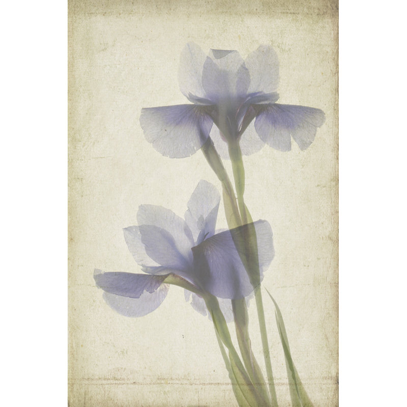 Parchment Flowers VIII by Judy Stalus - Wrapped Canvas Painting, 46cm H x 30cm W x 3.8cm D