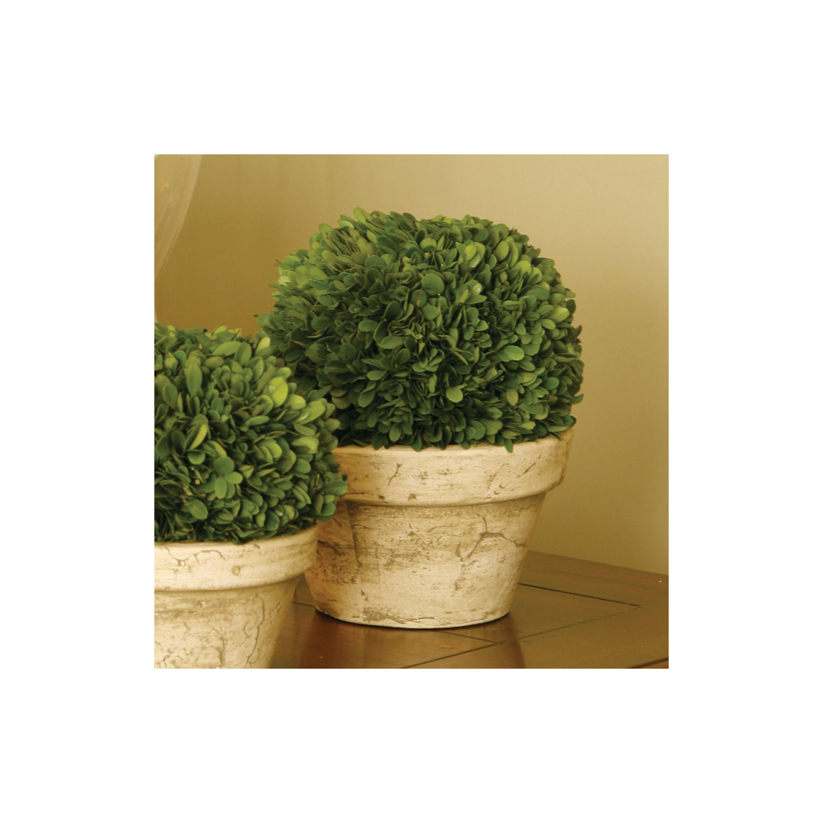 Alby 8'' Boxwood Topiary in Ceramic Pot, 9.8'' H X 9'' W X 9'' D
