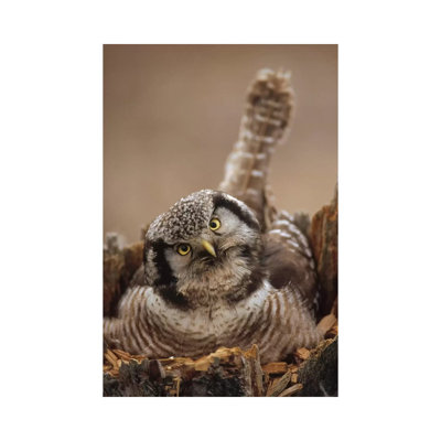 Northern Hawk Owl Incubating Eggs On Nest Built In Top Of Snag, Alaska by Michael Quinton - Wrapped Canvas Print