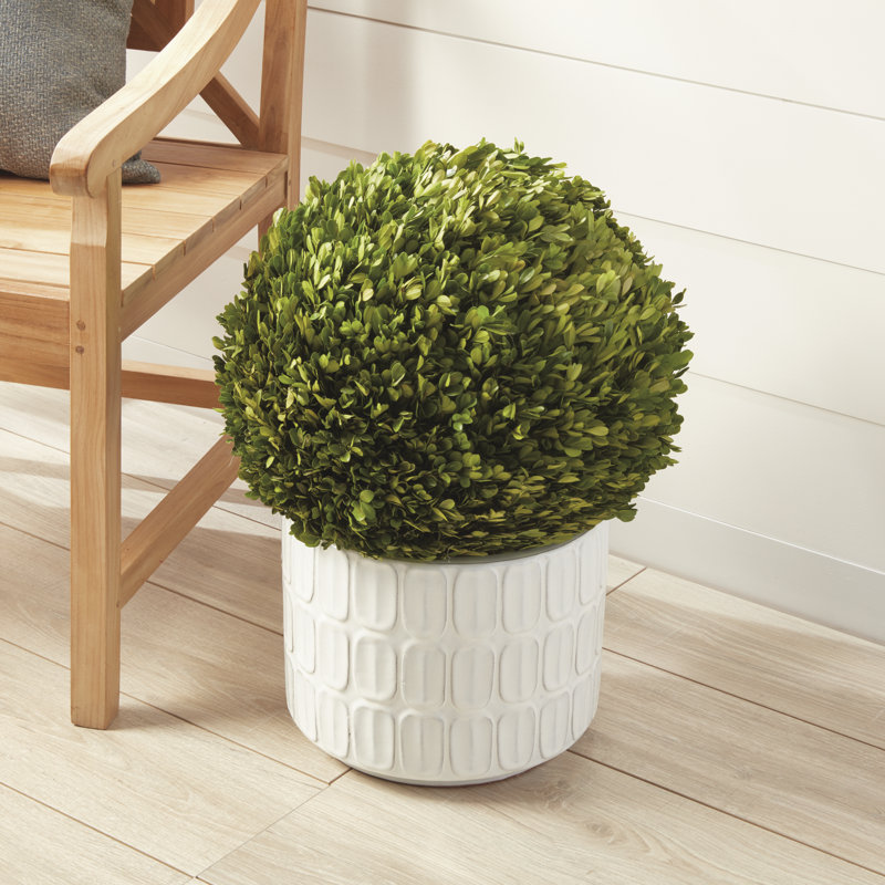Preserved Greens Topiary, Hedge Plant in, 16" H x 16" W x 16" D 