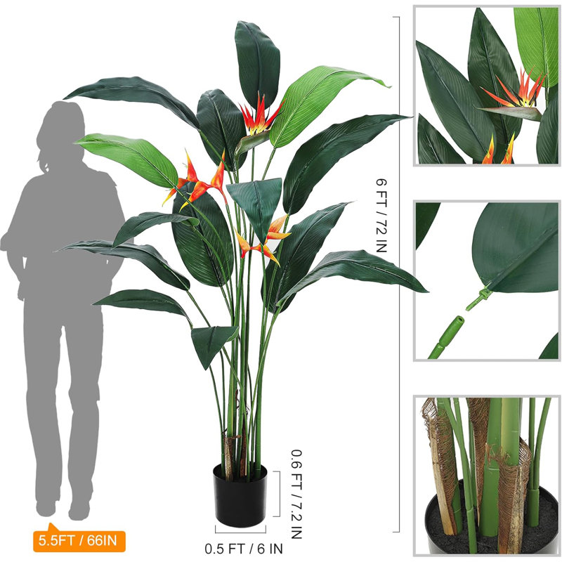 55cm Plant