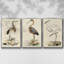" Antique Heron I " 3 - Pieces-97759469-97759475