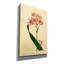 Salver-flowered Ixia' by Art Licencing Studio Canvas Wall Art, 26" x 40"