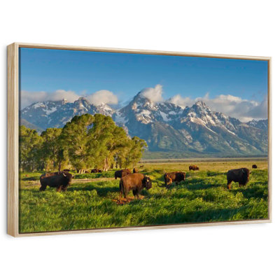 Bison de Grand Teton