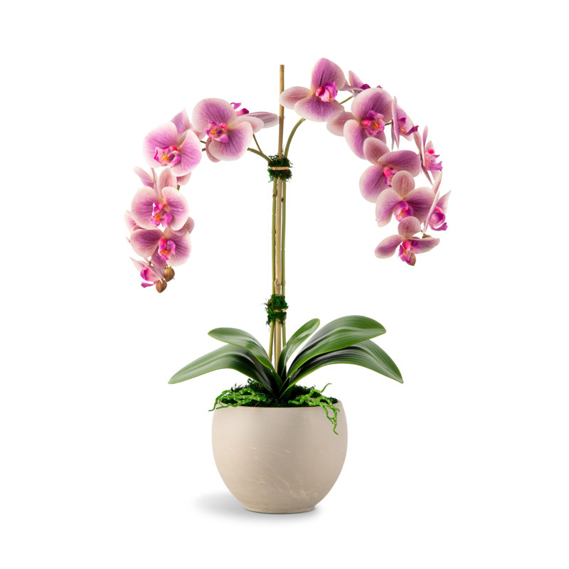 Arrangement Cassandra RealTouch Orchid, Pervenche