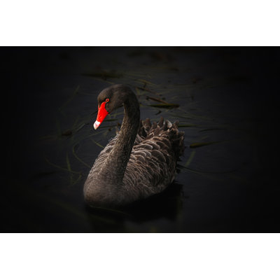 Cygne noir - photographie sur toile tendue
