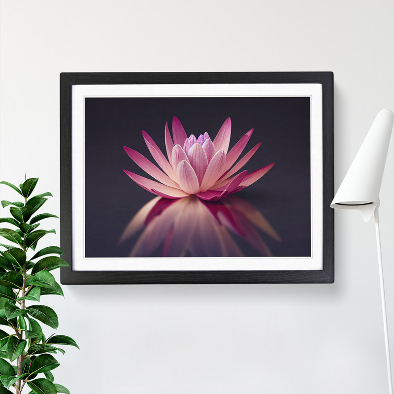 Captivating Water Lily Flower - Single Picture Frame Print, Black, 25cm H x 34cm W x 2cm D