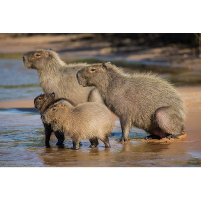 Group of Capybara on a River Bank in Pantanal Brazil by Seppfriedhuber