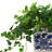 16'' Faux Ivy Plant in Ceramic Vase
