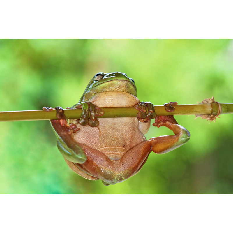 " Frog Doing Pullups " by Hypergurl, 24" H x 36" W  