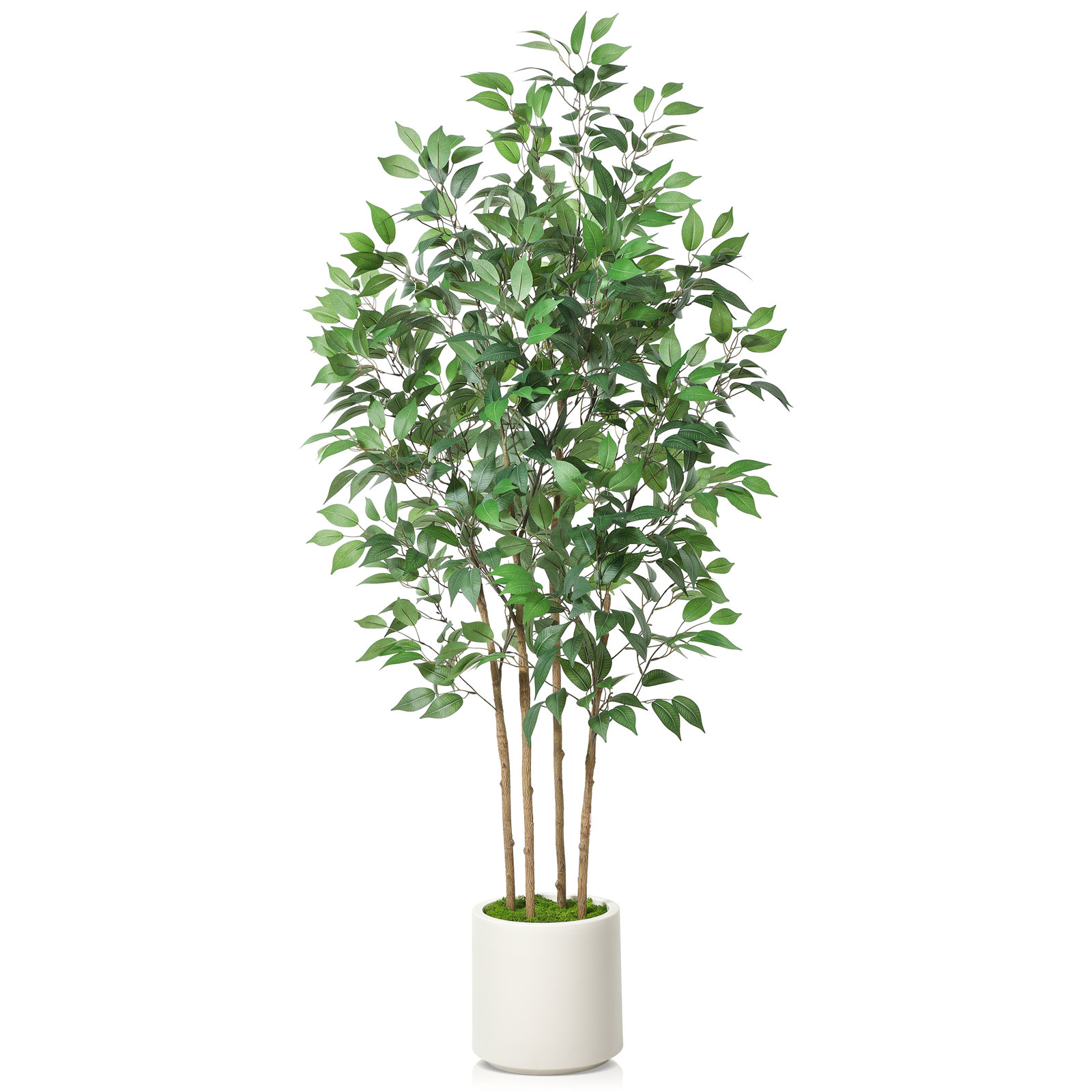 Adcock Ficus Tree in Pot, 70" H x 18" W x 18" D