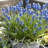 Grape Hyacinths for Containers Bulb