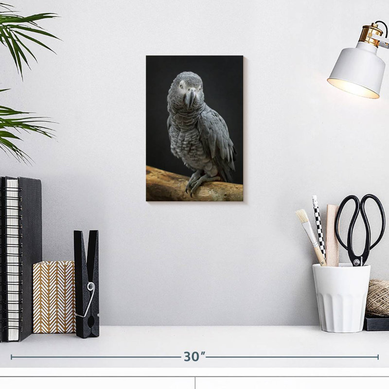Brampt Congo Grey Parrot, 12" H x 8" W
