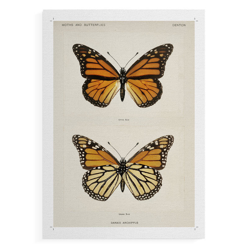 Reproduction d'époque rétro d'un animal, impression sur toile - non encadrée, H 48 po x l 32 po