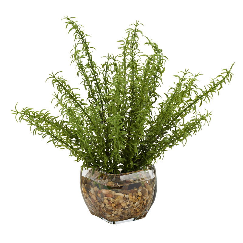 Springeri branches dans un cube de verre