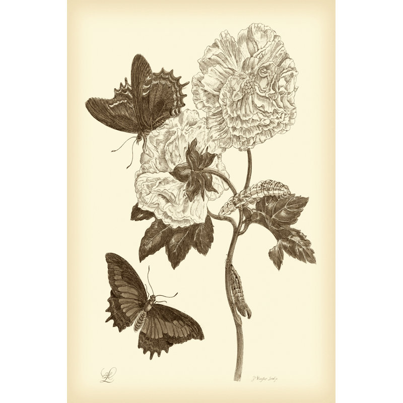Nature Study In Sepia IV by Maria S. Merian - Wrapped Canvas Print, 46cm H x 30cm W