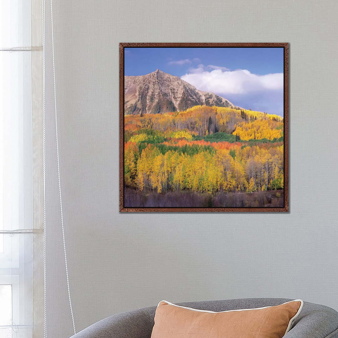 Quaking Aspen Forest In Autumn, Marcellina Mountain, Raggeds Wilderness, Colorado von Tim Fitzharris - Gallery-Wrapped C...