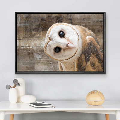 Bird " Curious Owl Looking (Tyto Albahead) Head Close Up "