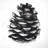Pine cone - 32"x32" art on canvas