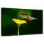 Colibri ronce en vol-108868229