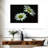 Harnek Leucanthemum Vulgare Large Daisy-107842210