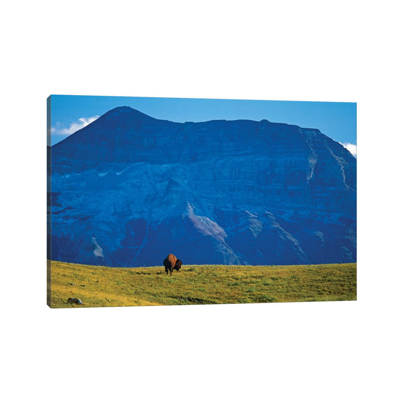 Canada, Alberta, Waterton National Park. Bison and Sofa Mountain. 1 Piece Wrapped Canvas Wall Art