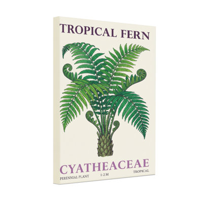 Plantes et fleurs, fougères tropicales, motif de cyatheaceae