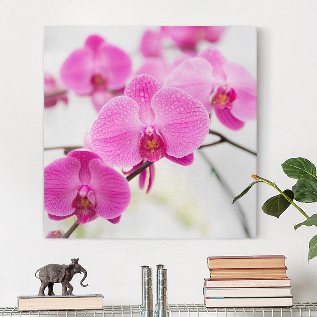 Leinwandbild Nahaufnahme einer Orchidee