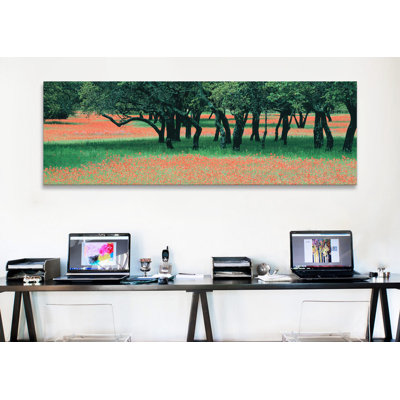 " Indian Paintbrushes And Scattered Oaks, Texas Hill Co, Texas, USA " Color Photography