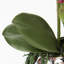 Rowney Arrangement-1274589298